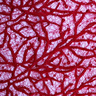 Bridal Embroidered Lace — BL21B — 115cm Wide